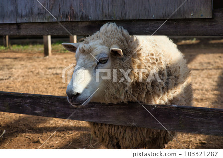 A cute fluffy sheep kept on a ranch 103321287