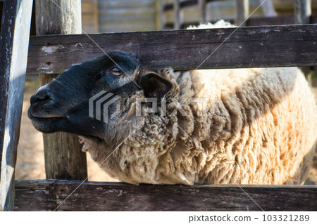 A cute fluffy sheep kept on a ranch A cute fluffy sheep kept on a ranch 103321289