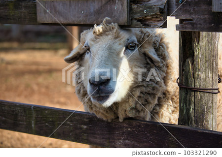 A cute fluffy sheep kept on a ranch A cute fluffy sheep kept on a ranch 103321290