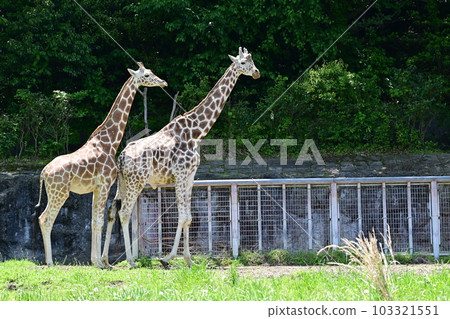 公園內的網紋長頸鹿(東山動植物園) 公園內的網紋長頸鹿(東山動植物園) 103321551