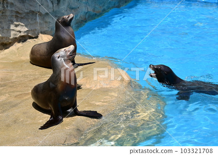California sea lion (Higashiyama Zoo and Botanical Gardens) California sea lion (Higashiyama Zoo and Botanical Gardens) 103321708