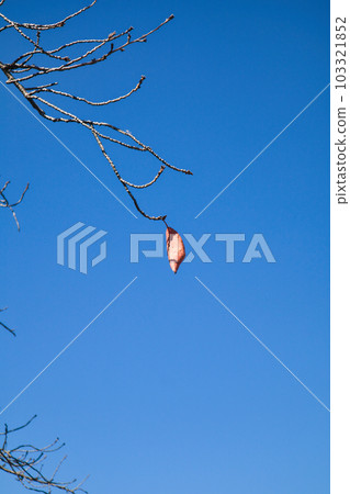 The clear autumn sky and the last dead leaves left on the branches The clear autumn sky and the last dead leaves left on the branches 103321852