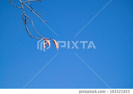 The clear autumn sky and the last dead leaves left on the branches 103321853