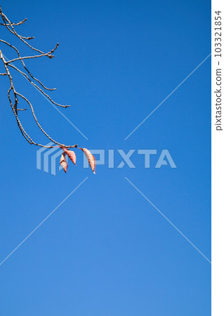 The clear autumn sky and the last dead leaves left on the branches The clear autumn sky and the last dead leaves left on the branches 103321854