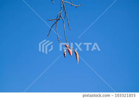 The clear autumn sky and the last dead leaves left on the branches The clear autumn sky and the last dead leaves left on the branches 103321855