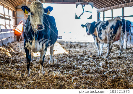Deep-litter bedding in a bred heifer dairy pole barn. Deep-litter bedding in a bred heifer dairy pole barn. 103321875