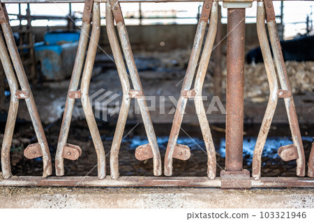 Row of stanchions in a dairy barn made for cattle to eat through and remain seperate. Row of stanchions in a dairy barn made for cattle to eat through and remain seperate. 103321946