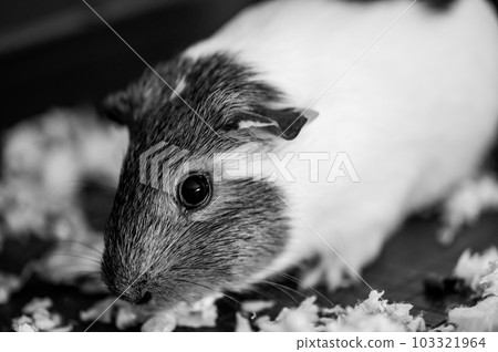 Guinea pig with inquisitive expression looking at the camera 103321964