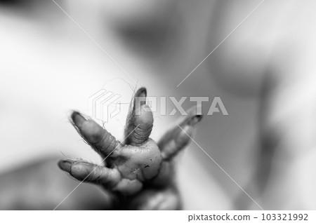 Selective focus on foot pads and nails of a guinea pig front paw.  103321992