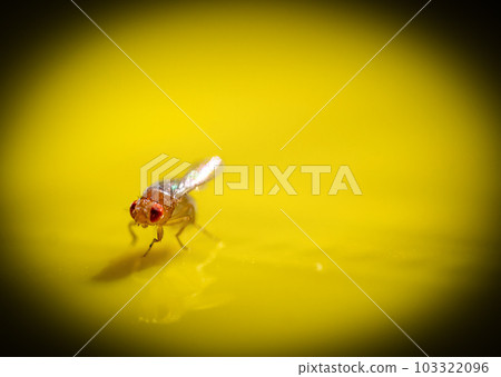 Macro of a single fruit fly caught on a sticky paper trap Macro of a single fruit fly caught on a sticky paper trap 103322096