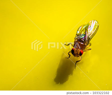 Macro of a single fruit fly caught on a sticky paper trap 103322102