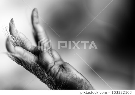 Selective focus on foot pads and nails of a guinea pig back paw.  103322103