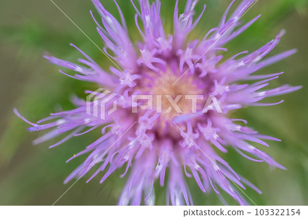 Macro selective focus on the bloom of a creeping Canadian thistle. Macro selective focus on the bloom of a creeping Canadian thistle. 103322154