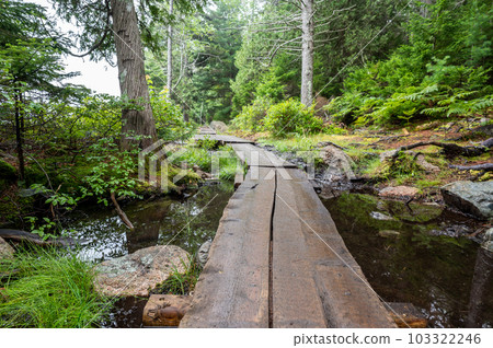 Elevated boardwalk path along western edge of Jordan Pond in Acadia National Park, Maine, USA 103322246