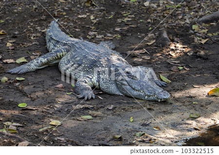 The thai crocodile rest on the garden The thai crocodile rest on the garden 103322515