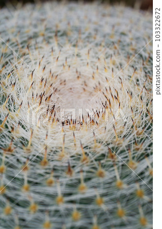 Top view of cactus with needles background 103322672