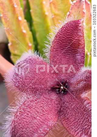 Blooming exotic Stapelia african starfish flower Blooming exotic Stapelia african starfish flower 103322683
