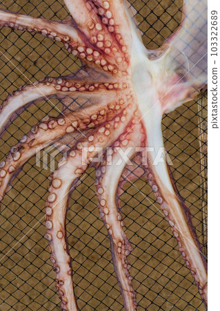 Octopus dries on a net 103322689
