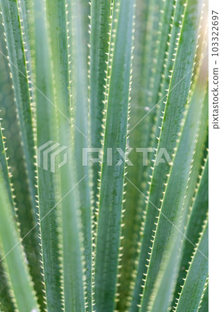 Natural green background - thin spiky succulent leaves 103322697