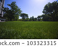 陽光明媚的新宿中央公園鬱鬱蔥蔥的綠色植物 103323315