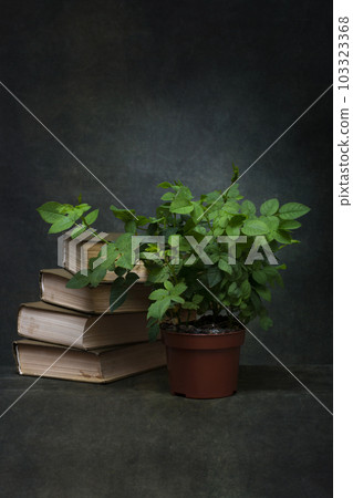 Still life with books and a rose bush Still life with books and a rose bush 103323368