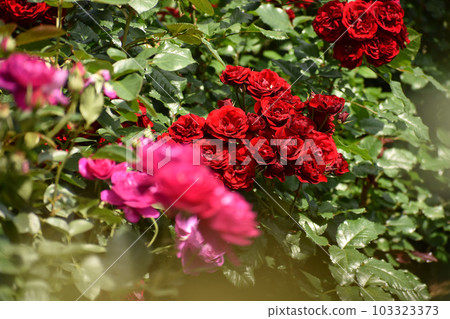燦爛的紅春玫瑰 103323373