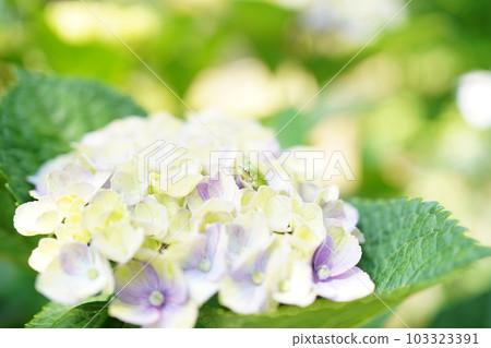 坐在繡球花上的小青蛙 坐在繡球花上的小青蛙 103323391