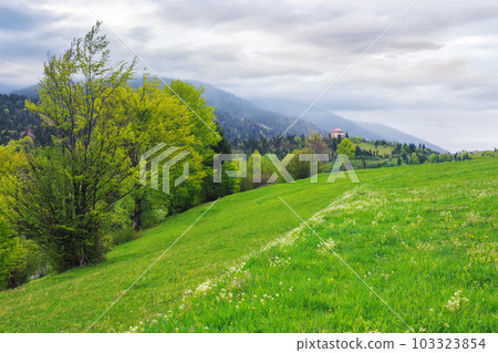 cloudy green mountain landscape in spring. trees on the grassy hills cloudy green mountain landscape in spring. trees on the grassy hills 103323854