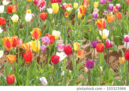 岐阜縣 Bokuka no Sato 風景 鬱金香 岐阜縣 Bokuka no Sato 風景 鬱金香 103323966