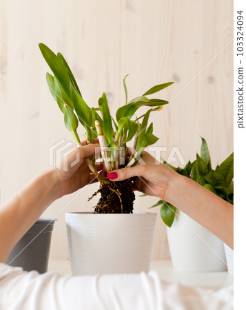 woman holding green homeplants with white pot. table home Collection various succulents. Potted plant 103324094