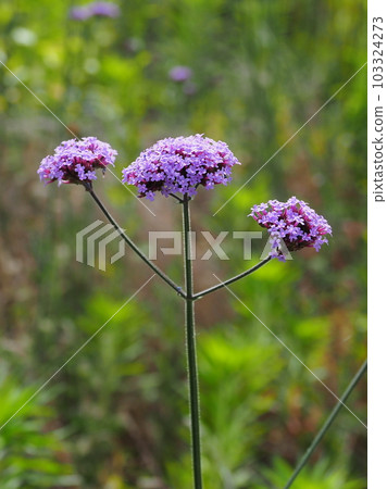 Verbena bonariensis Verbena bonariensis 103324273