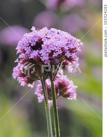 Verbena bonariensis Verbena bonariensis 103324283
