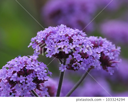 Verbena bonariensis Verbena bonariensis 103324294