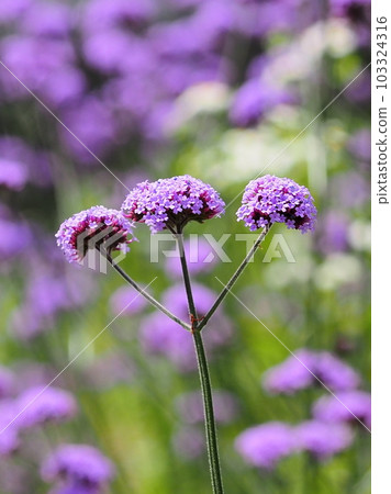 Verbena bonariensis Verbena bonariensis 103324316