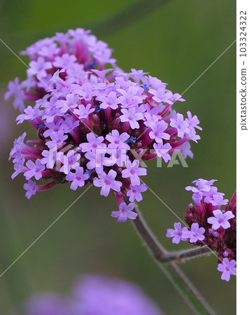 Verbena bonariensis Verbena bonariensis 103324322