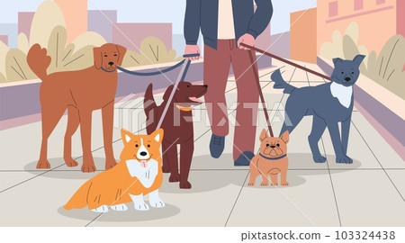 Dog walker and sitter. Person walking dogs in urban, city walk with pets group. Working or business, friendship. Animals in town kicky vector scene Dog walker and sitter. Person walking dogs in urban, city walk with pets group. Working or business, friendship. Animals in town kicky vector scene 103324438