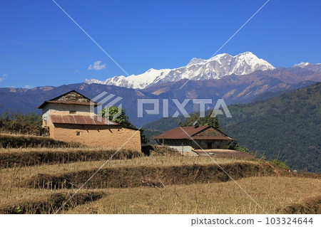 Farm houses and snow capped Annapurna Range. Scene near Ghale Gaun, Nepal. 103324644