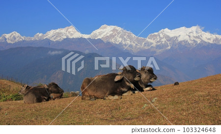 Lying water buffalo calves and Manaslu range. Scene in Ghale Gaun, Nepal. Lying water buffalo calves and Manaslu range. Scene in Ghale Gaun, Nepal. 103324648
