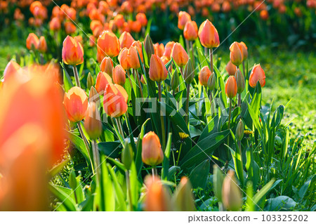 Flowerbed with pink tulips in the park. Flowerbed with pink tulips in the park. 103325202