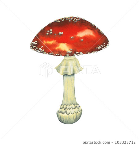 Watercolour wild forest leccinum aurantiacum red edible mushroom. Isolated hand drawn illustration on white background 103325712