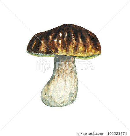 Watercolour wild forest porcini mushroom. Isolated hand drawn illustration on white background 103325774