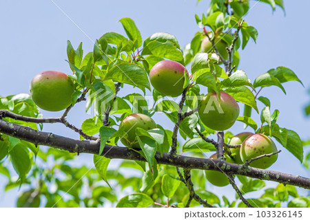 Plum fruit before harvest Plum fruit before harvest 103326145