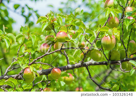 Plum fruit before harvest 103326148