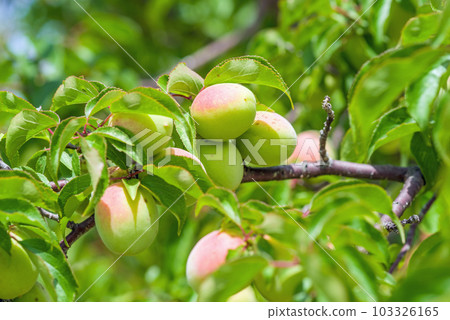 收穫前的李子果實 103326165