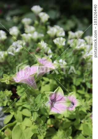 時尚矮牽牛花群植 時尚矮牽牛花群植 103326440