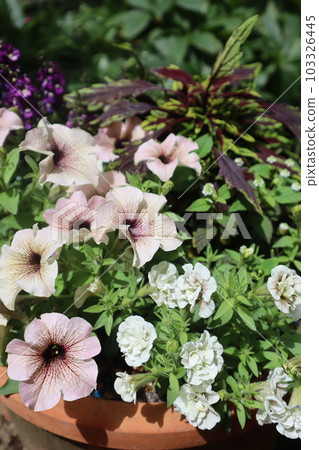 時尚矮牽牛花群植 時尚矮牽牛花群植 103326445