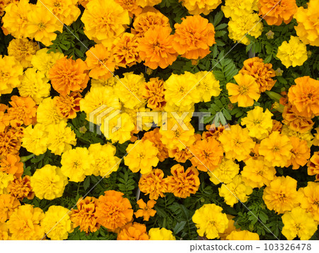 Marigold flowers in full bloom Marigold flowers in full bloom 103326478