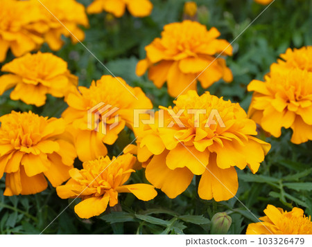 Marigold flowers in full bloom Marigold flowers in full bloom 103326479