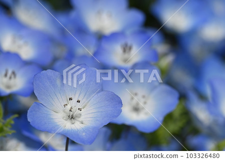 美麗的淡藍色漂亮的 nemophila 花 103326480