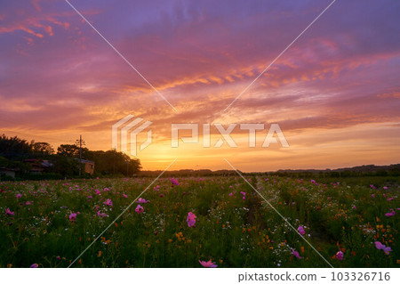 夕陽花園櫻花薰衣草樂園 103326716